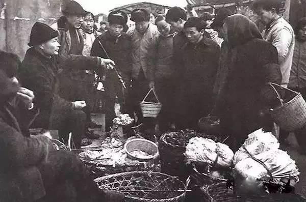 塞北兔图片:什么品种的肉兔好养肉兔都有哪些品种？