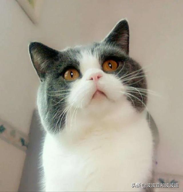 给英短吃的猫饭:英国短毛猫最喜欢吃什么？