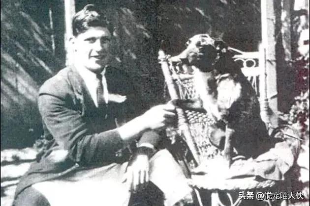 泰日天gif日空气:想养一只中小型的狗，雪纳瑞和边牧哪个好一点？