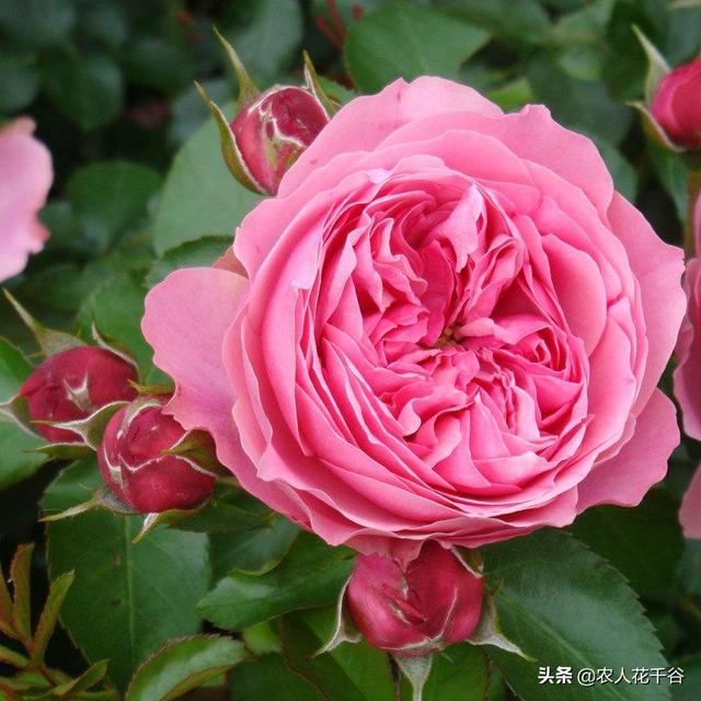 vents月季花品种介绍及图片:能不能推荐一种勤花多季、有香味的爬藤月季？