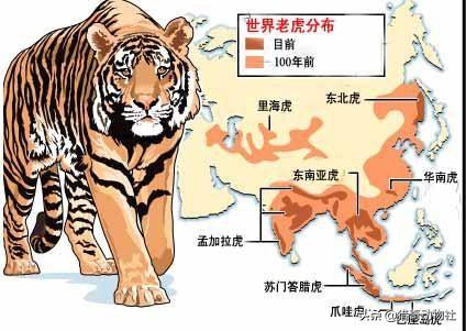 以前的豹子和老虎生活的地方重合,为什么豹子没有被老虎淘汰呢?