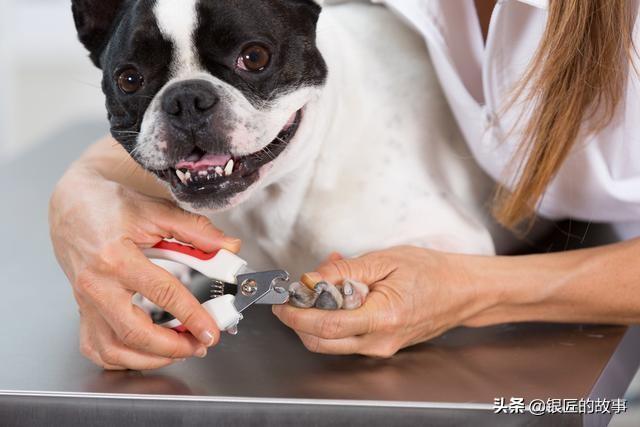 沉默的斗牛犬贴吧:法国斗牛犬最讨厌什么样的主人，你知道吗？