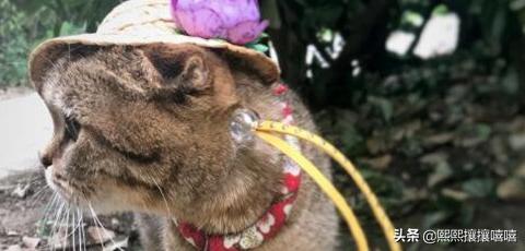 萌猫咪图片:抖音十大网红猫，第一简直成精了？
