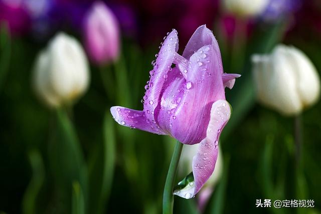 西北藏獒网微官网:开1.5手动捷达去拉萨，川进青出，能胜任吗？