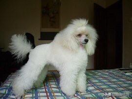 茶怀贵宾犬的图片欣赏:贵宾犬分几种体型?怎么区分？