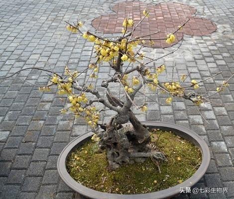 范无病 腊梅:范无病与范腊梅 为什么有的腊梅在立春后开花？