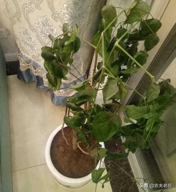 绿宝树 蚜虫:种植绿宝树需要注意什么？