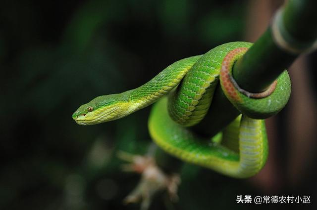 竹叶青蛇壁纸:头上长了两个角的青蛇是什么蛇？