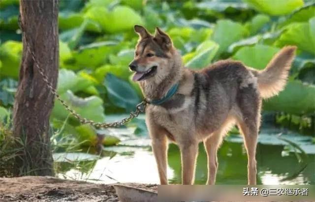 狗狗每晚都过来上我图片:狗狗一晚上叫声变了 农村土狗晚上不睡，朝一个方向叫个不停，到底看到了啥？