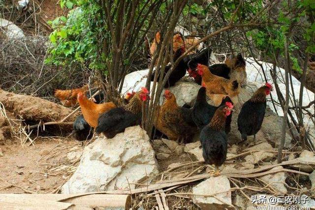 养鸡微信交流群:为什么有些做水产养殖的人不喜欢<a href=https://maguai.com/list/16-0-0.html target=_blank class=infotextkey>技术</a>交流，都喜欢藏着掖着？