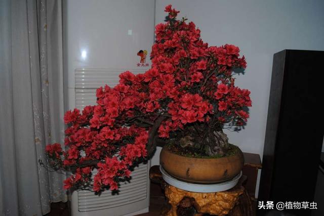 映山红是什么花,映山红做盆景，应该怎么养护呢？