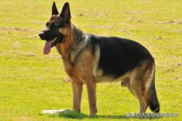 延边丰山犬基地:延边地区有卖丰山犬的吗 有可能全面禁止吃狗肉，你怎么看？