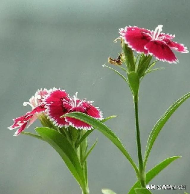 石竹花就是蝴蝶花吗？