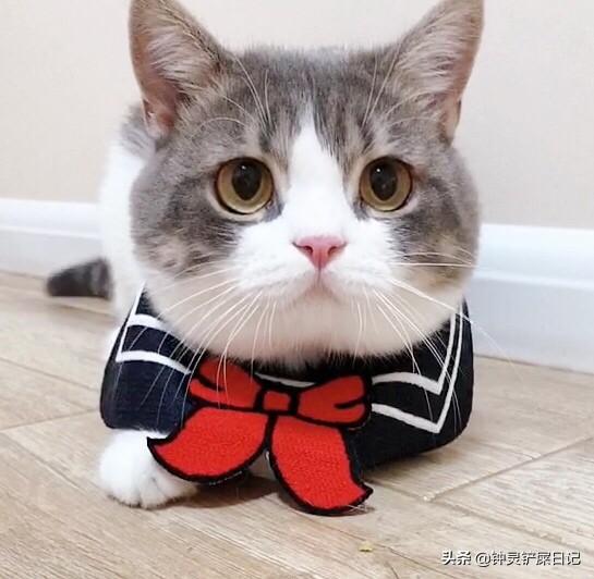 ramical金枪鱼猫粮价格:你家猫粮是多少钱一斤的？