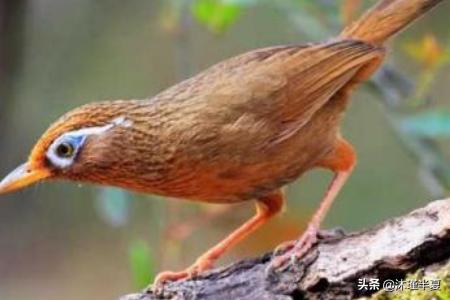 生头画眉鸟的饲养方法及要点:画眉窝雏鸟怎样喂养个头长的大？