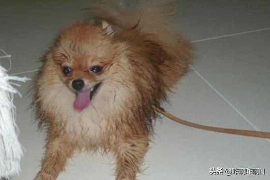 博美犬美容:博美犬怎么样，养好博美犬的饲养方法？