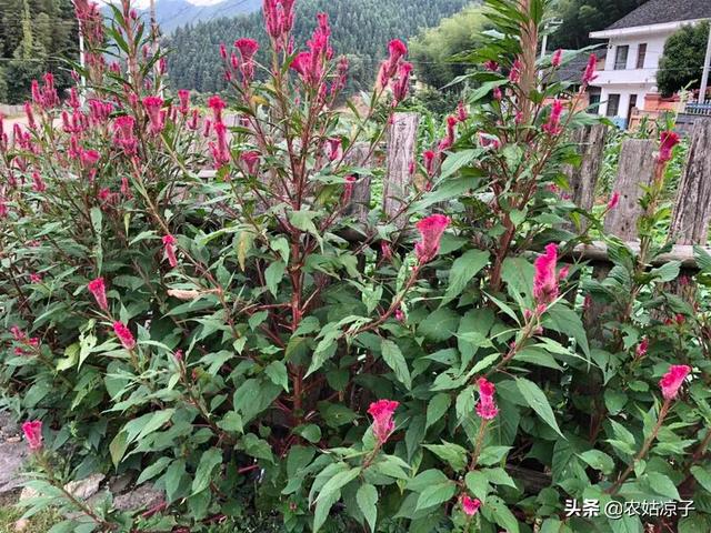 鸡冠花种植:花中之禽“鸡冠花”好养吗？如何养护开花？