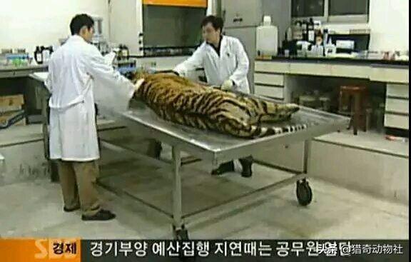 鬼獒王咬死狮子图片:藏獒真的比老虎狮子强吗？