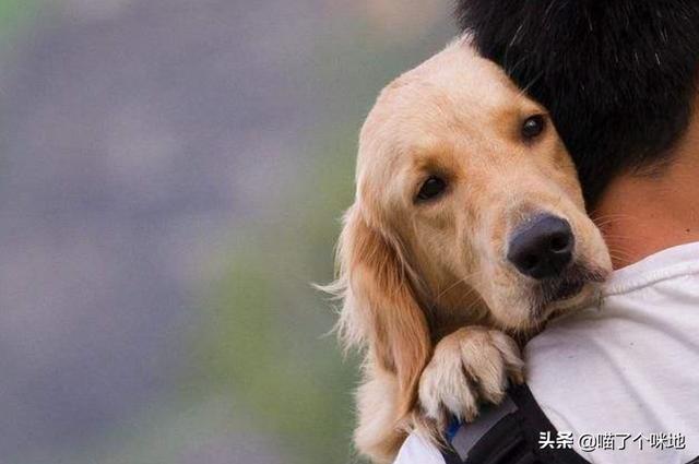 狗狗向前冲:有没有好的英语启蒙的方法或者教材？ 狗狗向前冲 东方卫视