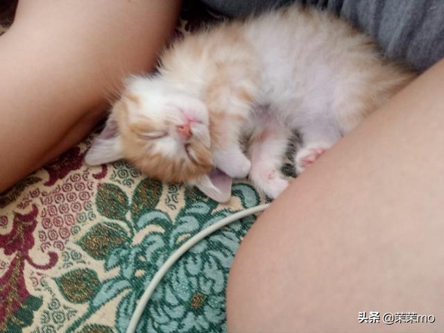 猫图片大全:养田园猫，你愿意花钱吗？