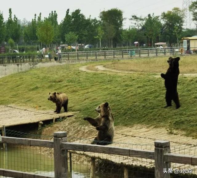 长尾叶猴:猛兽袭击饲养员，悲剧频出！对生命缺少敬畏，谁更无辜？