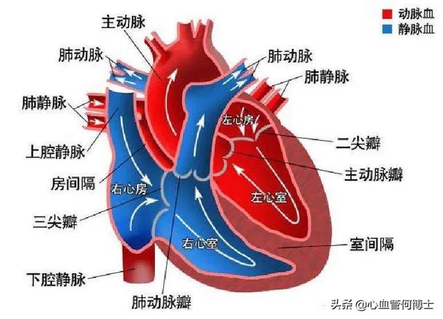三尖瓣关闭不全的症状