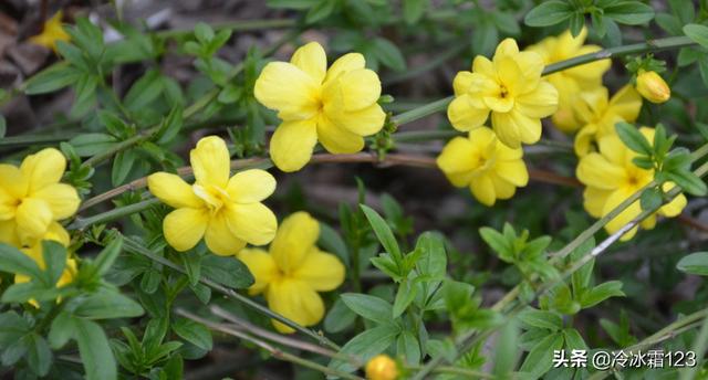 坟地里埋什么旺后人,请问坟头上经常种植的植物是一种什么花？