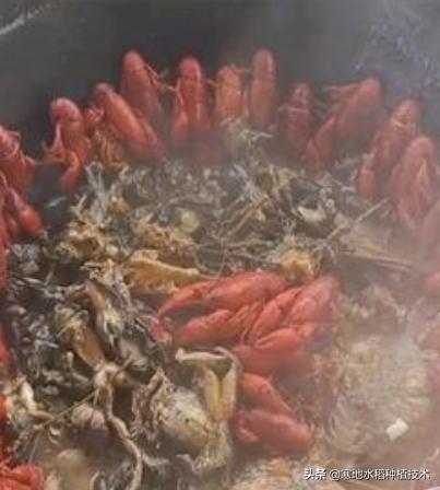 大理石纹螯虾(大理石纹螯虾能吃吗)