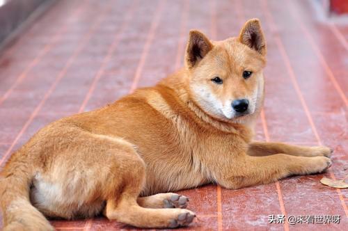 人跟狗交配:你认为如果任由狗自由繁殖，它们会抢了人类的粮食吗？