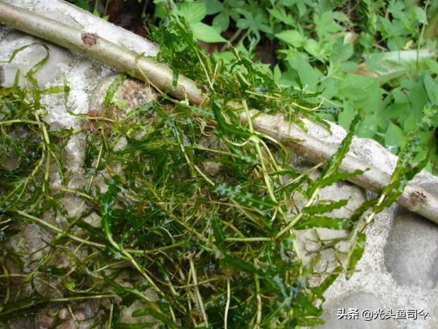 北方河里的水草种类:北方河里水草的种类及图片 钓鱼的时候常见的水草有几种？