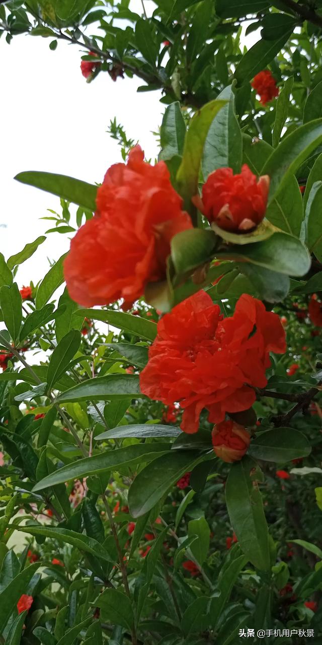 头条问答 - 代表着子孙满堂的石榴花,摄影爱好者要如何拍摄它?