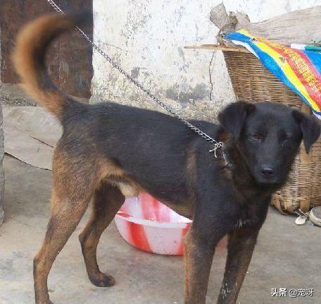 衡阳广西土猎犬网:我国有世界排行前三的猎犬吗？有何依据？