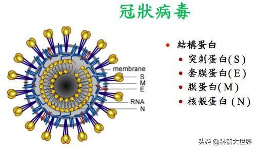 新型冠状病毒长啥样？