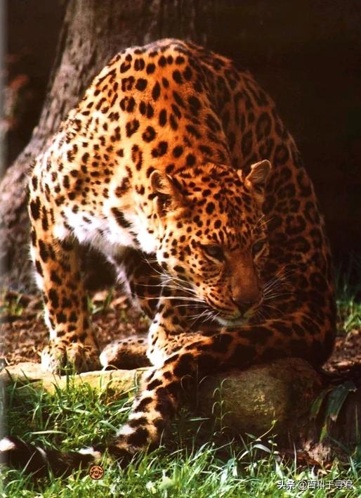 南宁野生豹猫:野生豹猫可以家养吗 广东的华南豹是如何消失的？