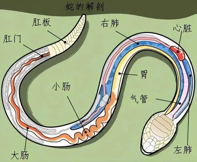 找到冰冷的毒蛇粘液:冰冷的毒蛇粘液 蛇最怕什么？在野外碰到蛇该怎么做呢？