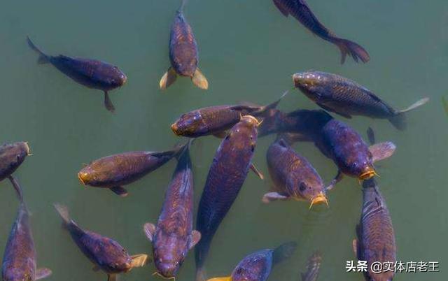 胭脂鱼是几级保护动物，重庆的明星鱼莽子被吃掉，偷鱼者会被如何处罚？