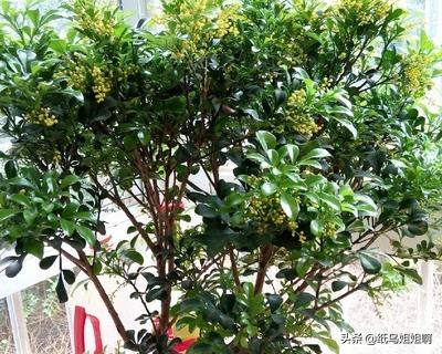 米兰花的养殖:北方家庭适合养殖米兰吗？