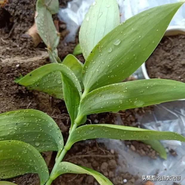 虫卵:请问叶子一层白虫卵怎么办？