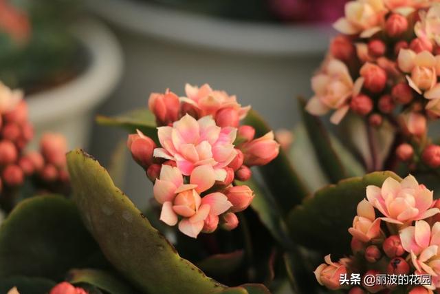 长寿花有毒吗:网上买的长寿花小苗叶子不是绿色的，嫩白嫩白，能养活吗？