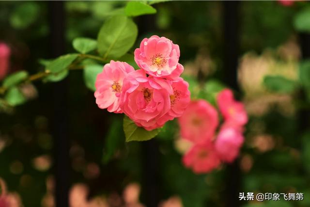 抑郁症鹦鹉能治好不:鹦鹉得抑郁症为什么会把毛扒光？