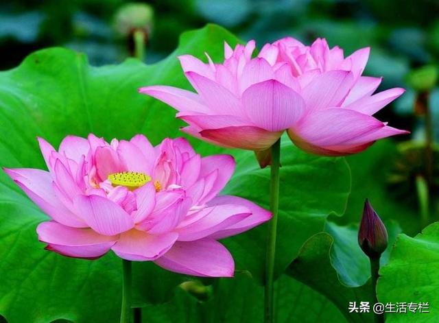 莲花的资料请问莲花与荷花是不是同一种花有区别吗