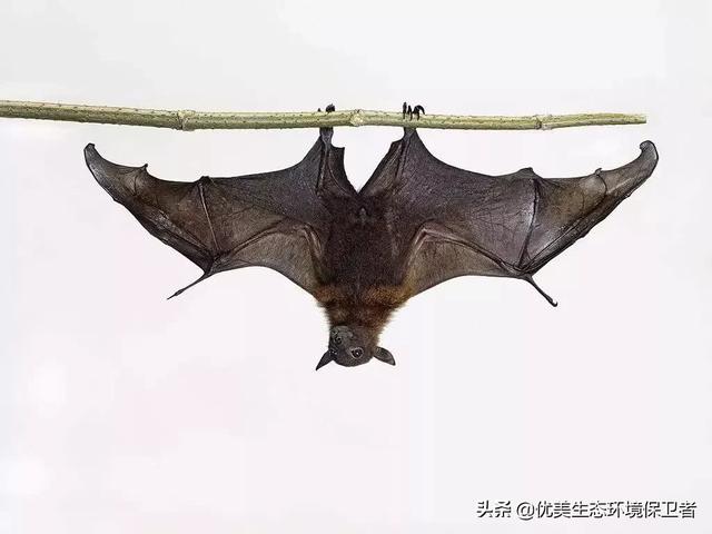 狂犬与蛮娇小说下载:菊头蝠自身带那么多病毒可为什么百毒不侵，是以毒攻毒吗？