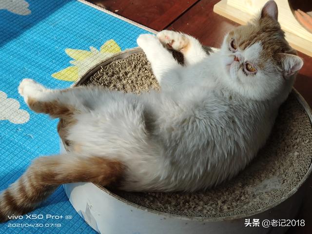 孩子想养一只猫咪,可爱乖巧不咬人就行,有什么好的推荐？