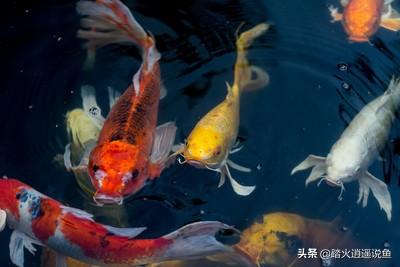 中国宠物俱乐部观赏鱼:中国传统金鱼的养殖现状如何？