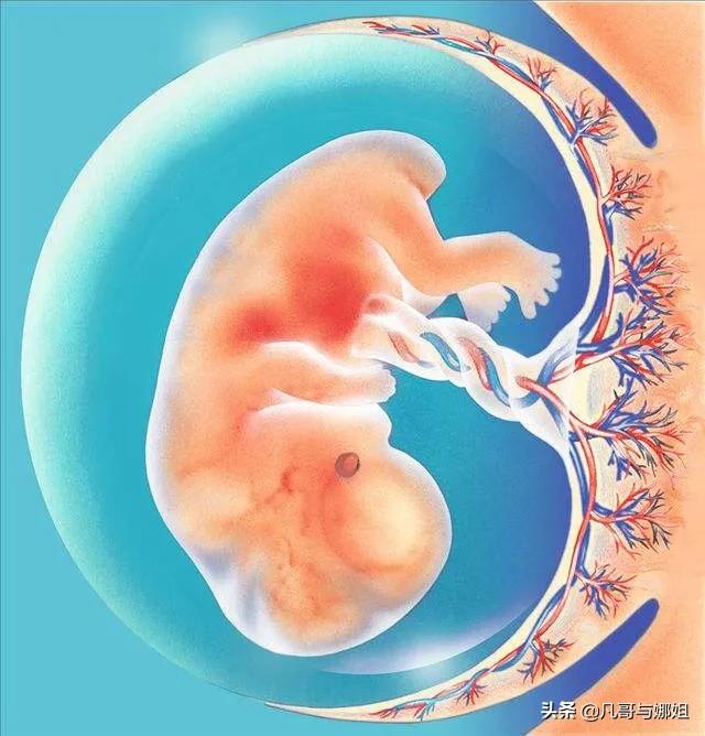 婴儿出生后胎盘如何处理