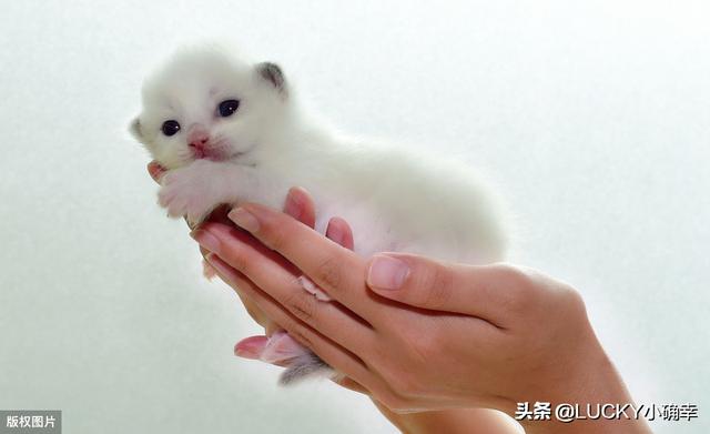 养一只电子宠物猫吧:养一只喵星人，需要做好哪些心理准备？