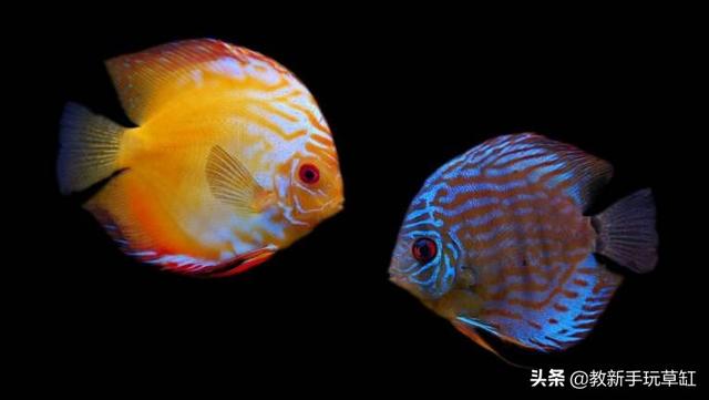 燕鱼图片:养七彩神仙鱼是大鱼好还是小鱼好？