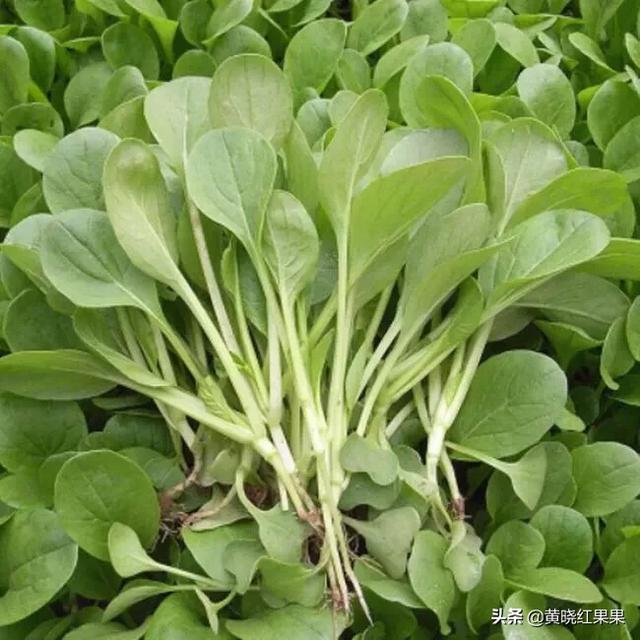 金边白菜是哪个地方的菜:鸡毛菜是什么菜？如何种植？