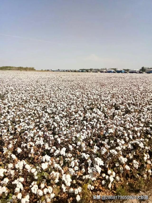 头条问答 想种些棉花 轧花机出来的棉籽能做棉花种吗 能高产吗 8个回答