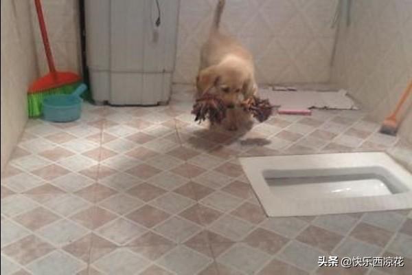 拉布拉多怎么训练狗狗大小便:怎样训练狗狗到外面拉尿？